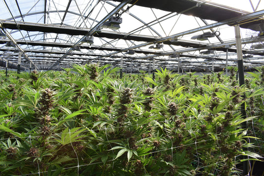 Indoor Agriculture and Workplace Well-Being: Strategies for a Healthier Environment
