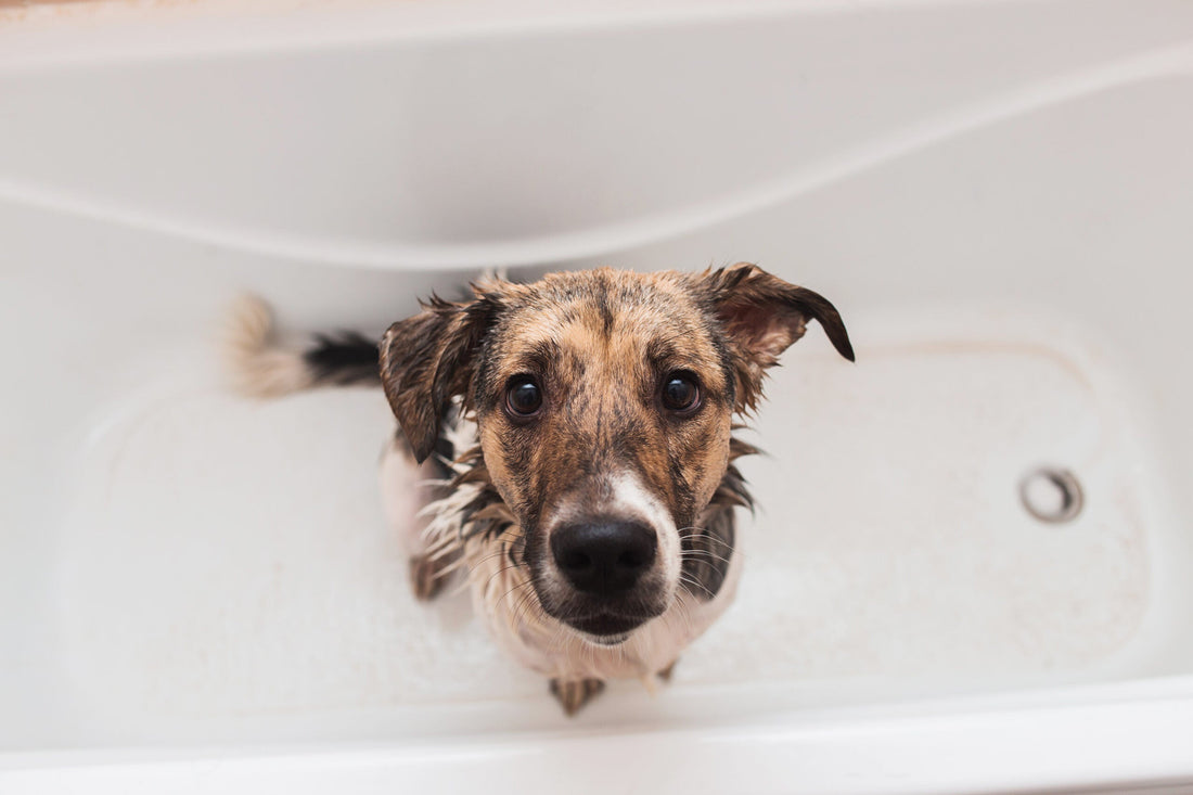 Pet-Friendly Hospitality: Are Odors an Issue?