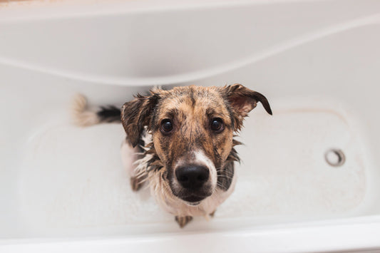 Pet-Friendly Hospitality: Are Odors an Issue?